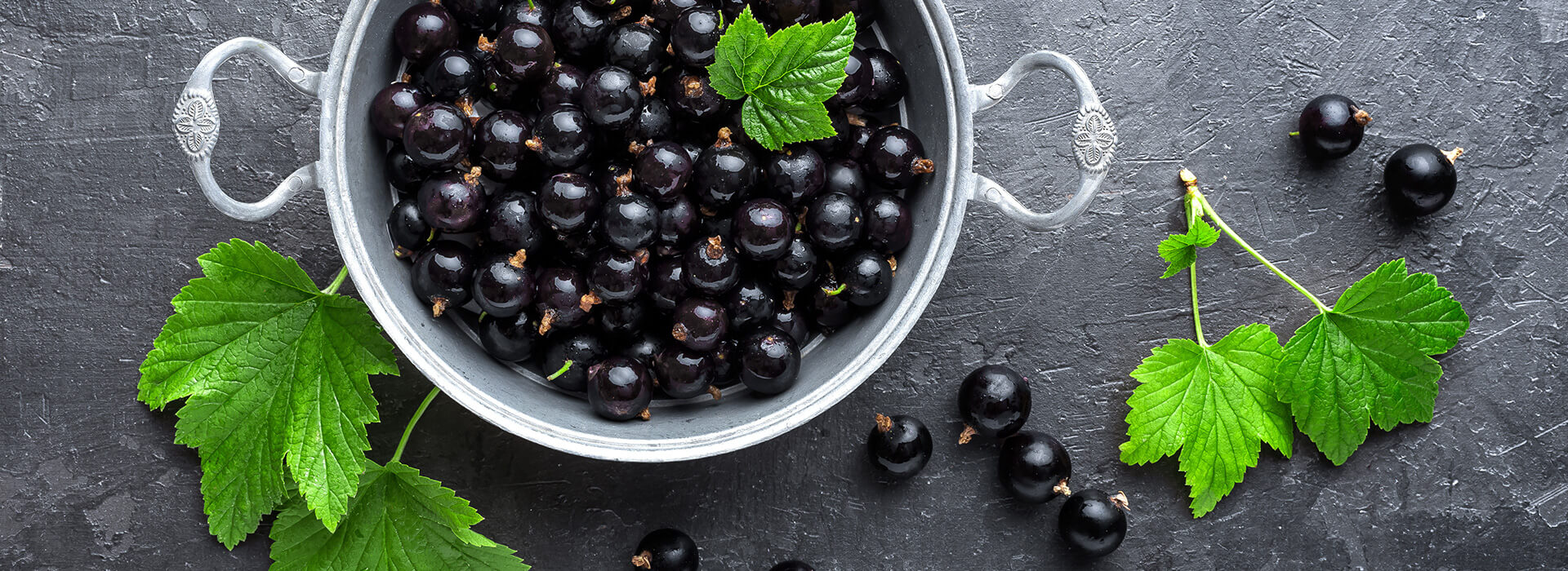 Blackcurrant Berries