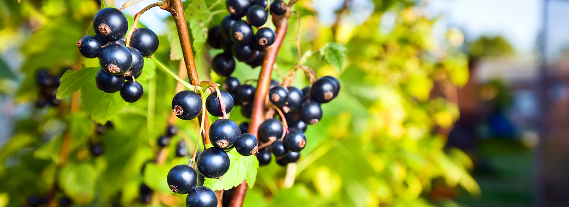 Blackcurrant Plant