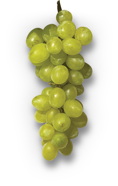 Organic Grapes